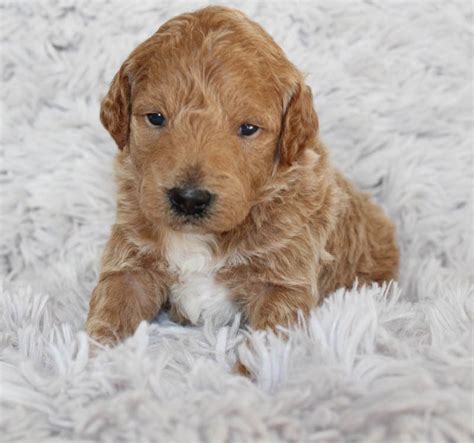 Because all breeding programs are different, you may find dogs for sale outside that price range. . Puppies for sale reno nv